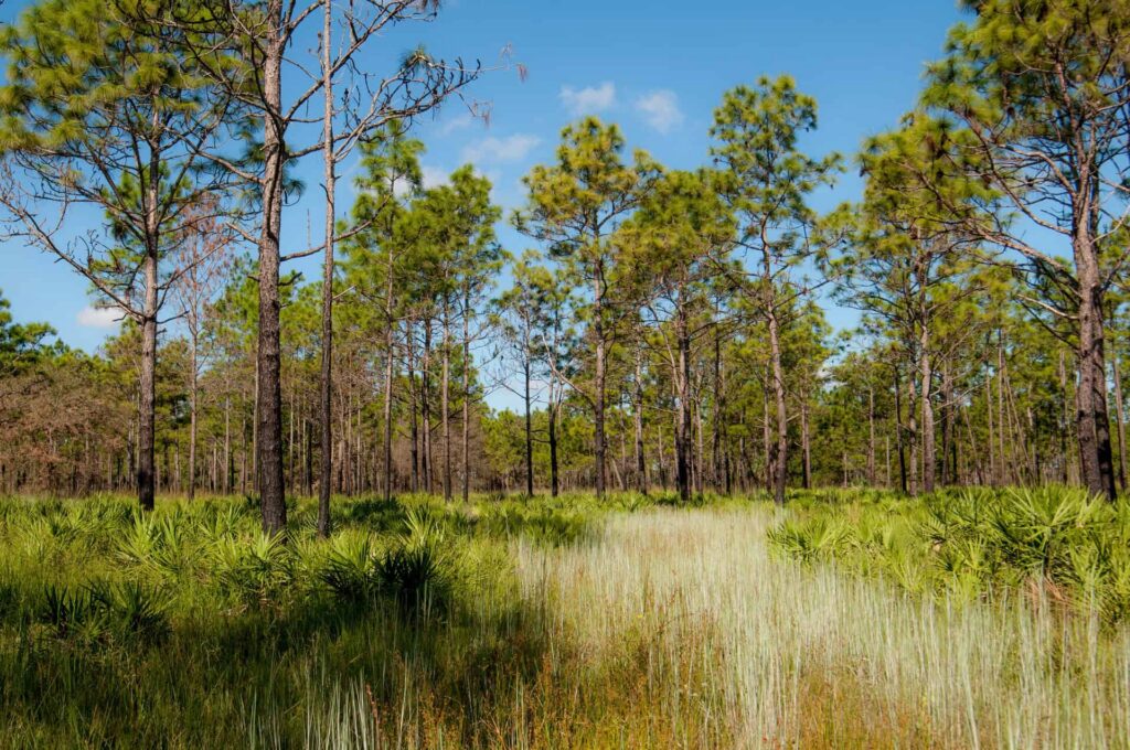 Pine flatwoods habitat at Triple Creek Preserve in Riverview, Florida.