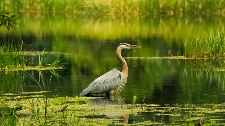 State Parks near Riverview, FL: A Florida Great Blue Heron in a spring in Alafia State Park